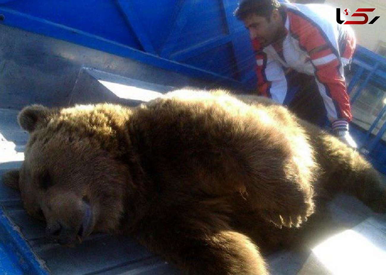 مرگ خرس قهوه ای در برخورد با قطار داخل تونل شیراز + عکس