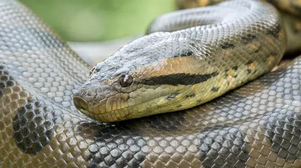 کشته شدن مار عظیم الجثه توسط رانندگان + فیلم