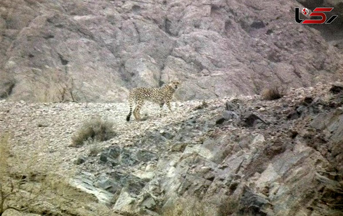 مشاهده یوزپلنگ ایرانی در یزد پس از ۶ سال 