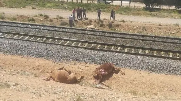 عکس مرگ ۶ شتر دربرخورد با قطار شیراز به تهران