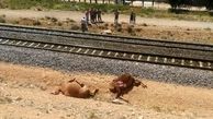 عکس مرگ ۶ شتر دربرخورد با قطار شیراز به تهران