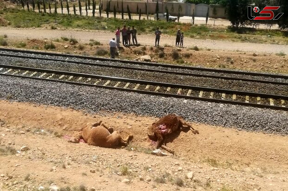 عکس مرگ ۶ شتر دربرخورد با قطار شیراز به تهران