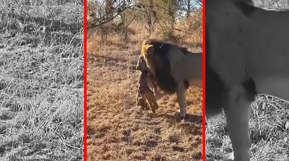 فیلم رفتار طبیعی شیر نر پس از تسلط بر گله