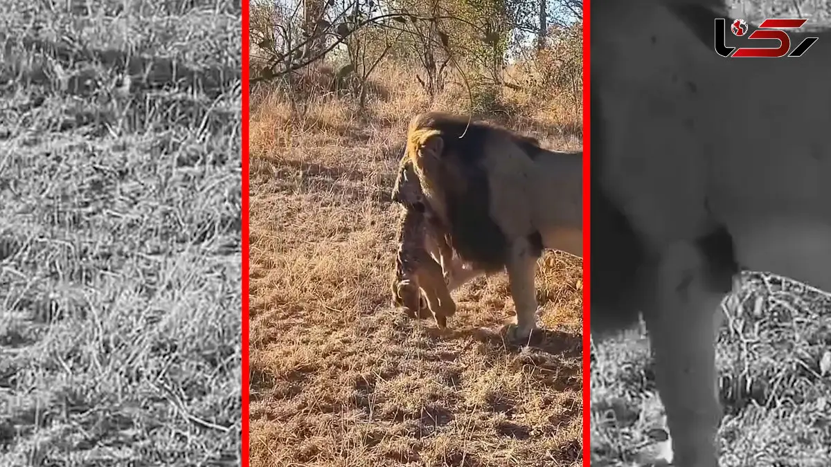 فیلم رفتار طبیعی شیر نر پس از تسلط بر گله