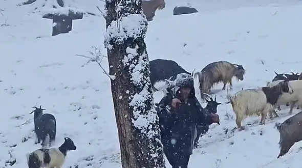 بارش برف و دامداری در دل جنگل های شمال + فیلم