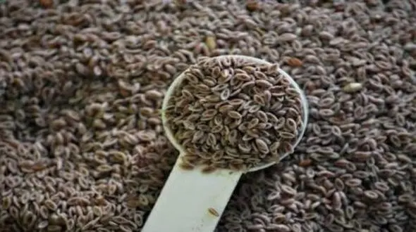 درمان سوزش سردل با ماده ای گیاهی
