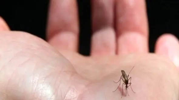 ایران اولین کشور جهان که پشه آئدس را پیش از بیماری کشف کرد/شناسایی 138 بیمار با 7 مورد انتقال محلی