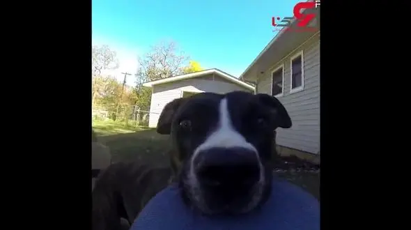 دوربین دزدی سگی صحنه‌های خنده‌داری آفرید + فیلم