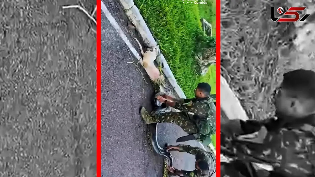 فیلم نجات قهرمانانه سگ از چنگال مار آناکوندا