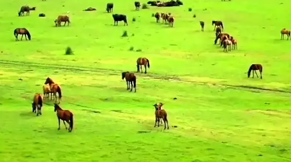 از تالاب کیاشهر در گیلان دیدن کنید + فیلم