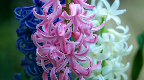 فال روزانه شخصی پنجم عید 1402 + فیلم 