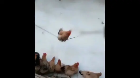 تاب بازی مرغ همنوعانش را حسرت زده کرد / فیلم