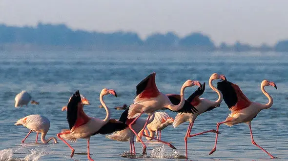 قتلگاه شدن دوباره میانکاله برای پرندگان مهاجر / بهشتی که جهنم شد 