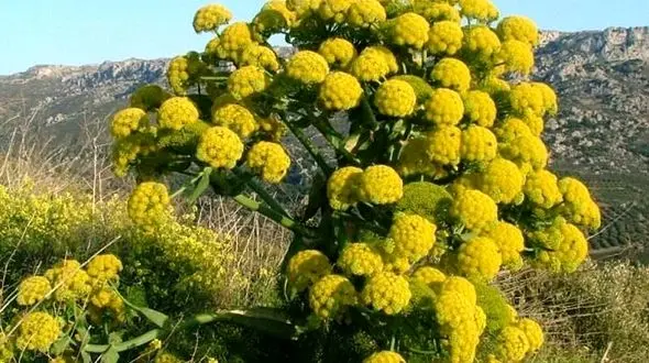 باریجه گیاهی معطر با خواصی شگفت انگیز