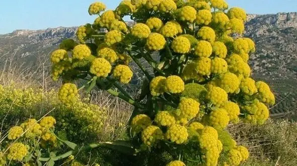 باریجه گیاهی معطر با خواصی شگفت انگیز
