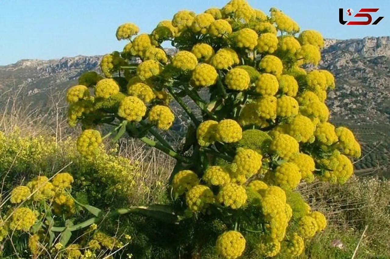 باریجه گیاهی معطر با خواصی شگفت انگیز