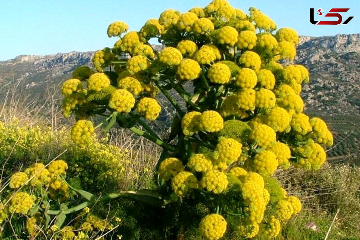 باریجه گیاهی معطر با خواصی شگفت انگیز