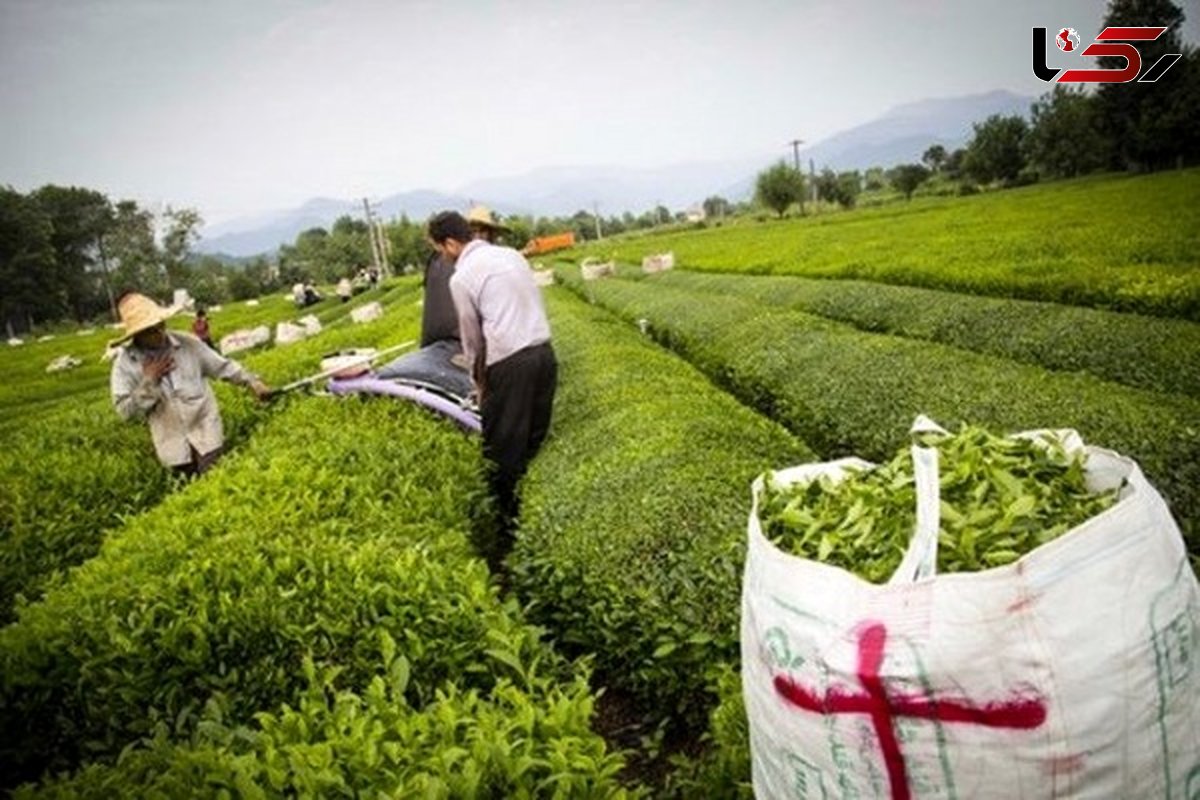 انهدام باند سارقان محموله وکشف 5تن چای مسروقه