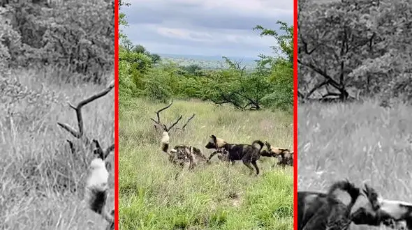 فیلم درگیری مرگبار سگ های وحشی با پلنگ