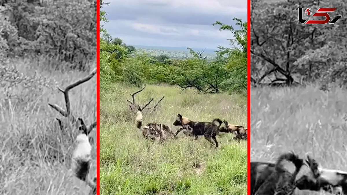 فیلم درگیری مرگبار سگ های وحشی با پلنگ