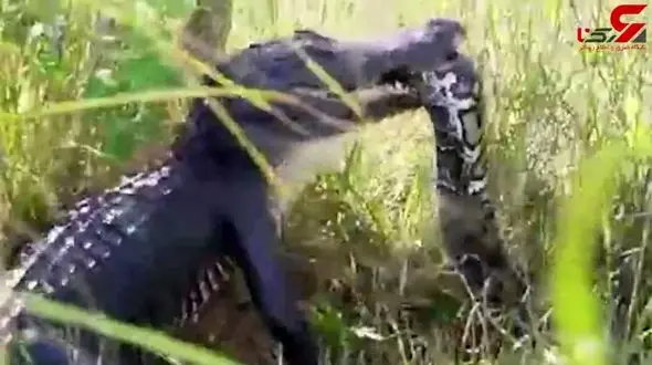 شکار پیتون ۱۶ متری توسط کروکودیل + فیلم 