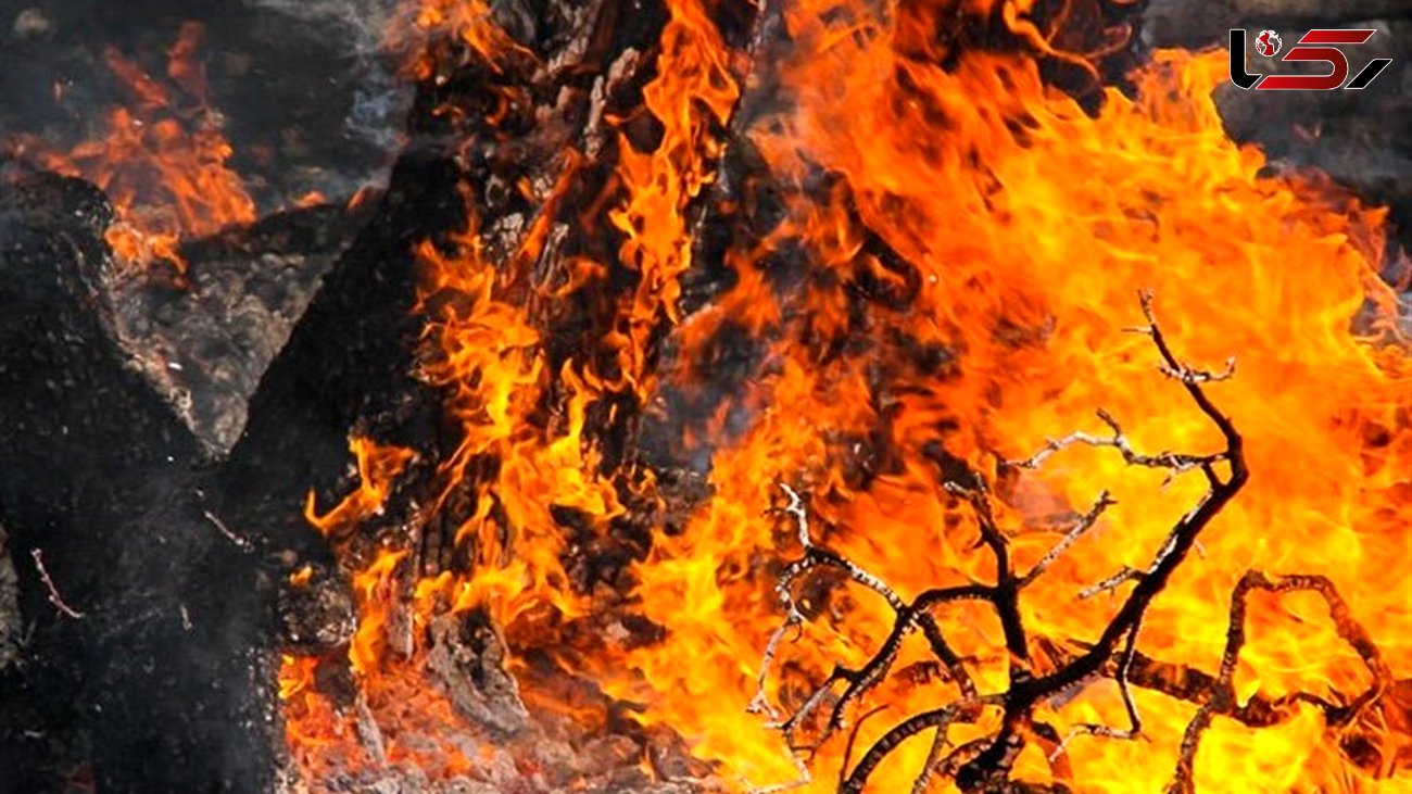 بازداشت  ۱۷ نفر در آتش سوزی های عمدی جنگل های لرستان 