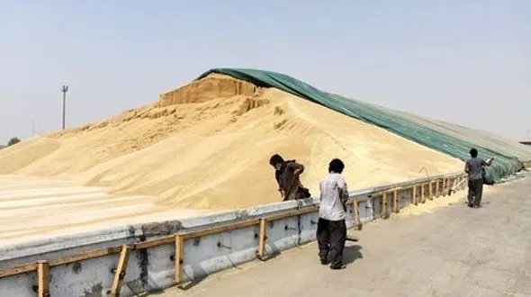 آغاز خرید تضمینی گندم/پرداخت دومرحله‌ای مطالبات کشاورزان