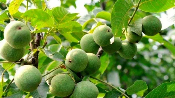 فروش بهترین نهال گردو گرمسیری و معتدل (پکان و ژنوتیپ)