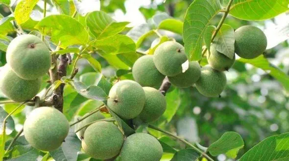فروش بهترین نهال گردو گرمسیری و معتدل (پکان و ژنوتیپ)