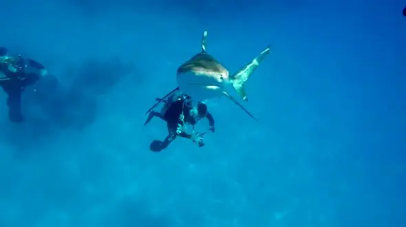 ضربه به موقع غواص کوسه وحشی را فراری داد + فیلم