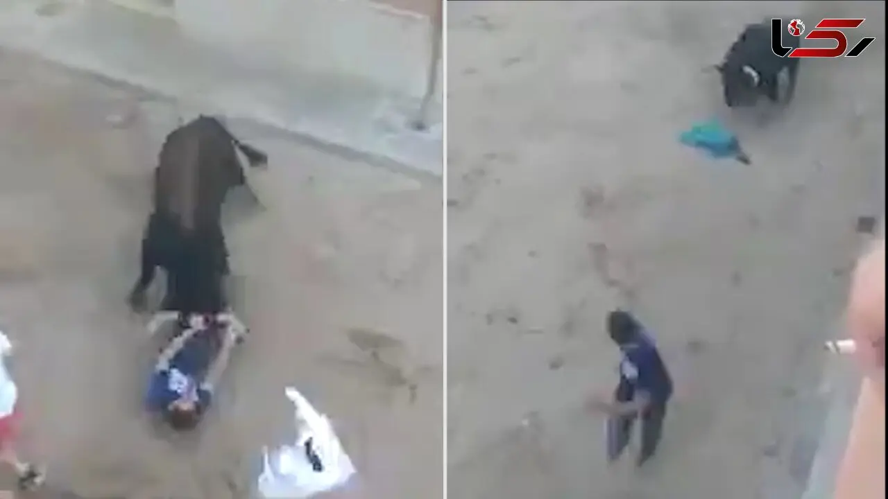 گاوباز احمق خود را به کشتن داد! + فیلم