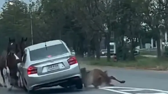 فیلم حادثه دلخراش برخورد ماشین با اسب‌ها