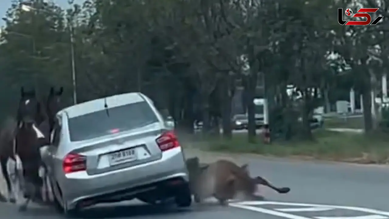 فیلم حادثه دلخراش برخورد ماشین با اسب‌ها