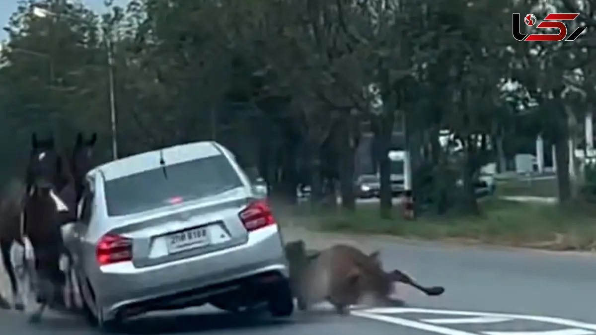 فیلم حادثه دلخراش برخورد ماشین با اسب‌ها