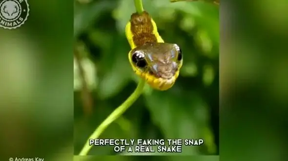 حقه ای جالب از کرم ابریشم؛ ظاهری که دشمن را می ترساند! / فیلم