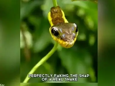 حقه ای جالب از کرم ابریشم؛ ظاهری که دشمن را می ترساند! / فیلم