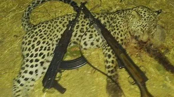 پلنگ کشی این بار در ایلام + عکس 