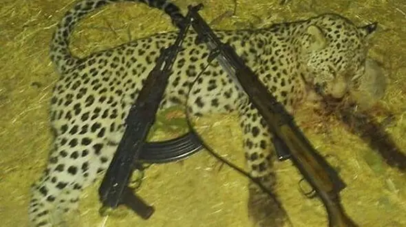 پلنگ کشی این بار در ایلام + عکس 