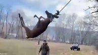 فیلم/  شکارچیان یک گوزن را از اعدام با طناب نجات دادند