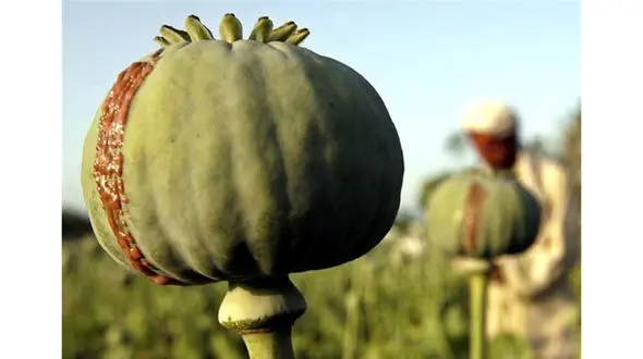 قیمت انواع تریاک و هروئین مرغوب گران شد+لیست قیمت ها