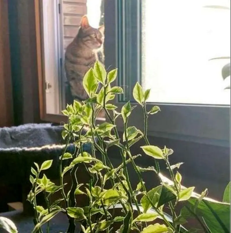 منزل هانیه توسلی