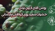 روش های خانگی برای نابودی حشرات سفید گیاهان آپارتمانی