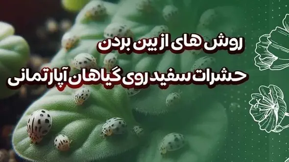روش های خانگی برای نابودی حشرات سفید گیاهان آپارتمانی