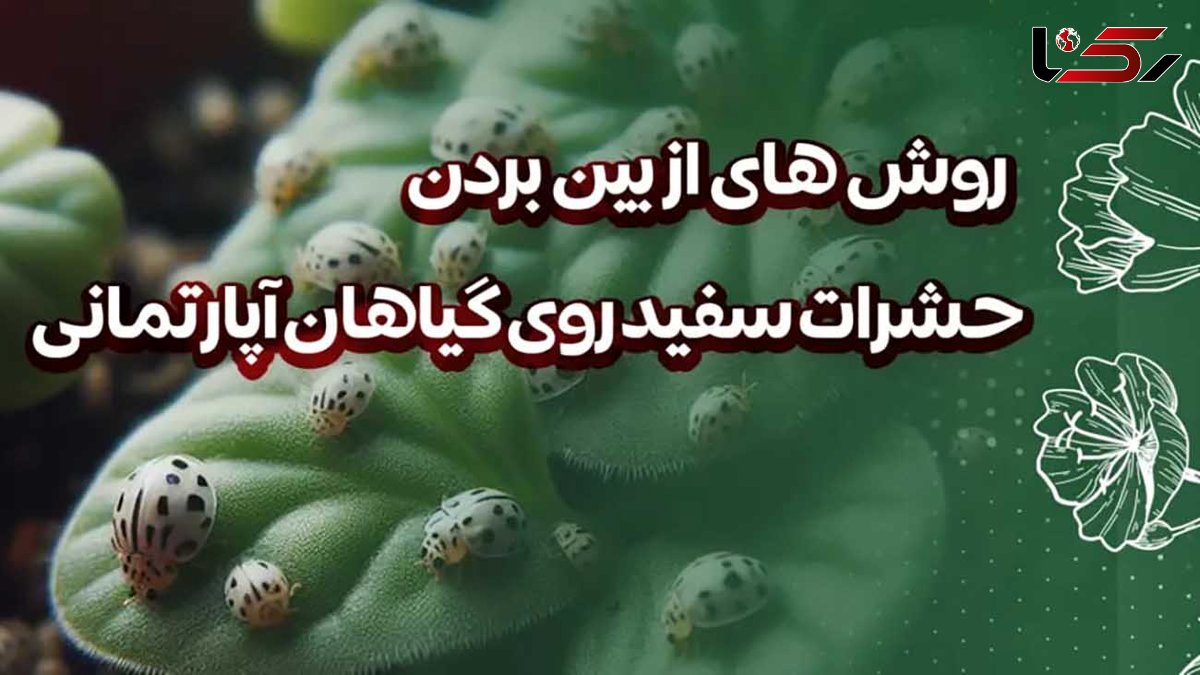 روش های خانگی برای نابودی حشرات سفید گیاهان آپارتمانی