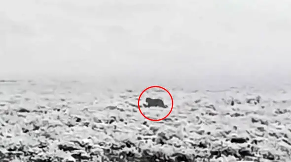 فیلم مشاهده پلنگ در پارک ملی سالوکز