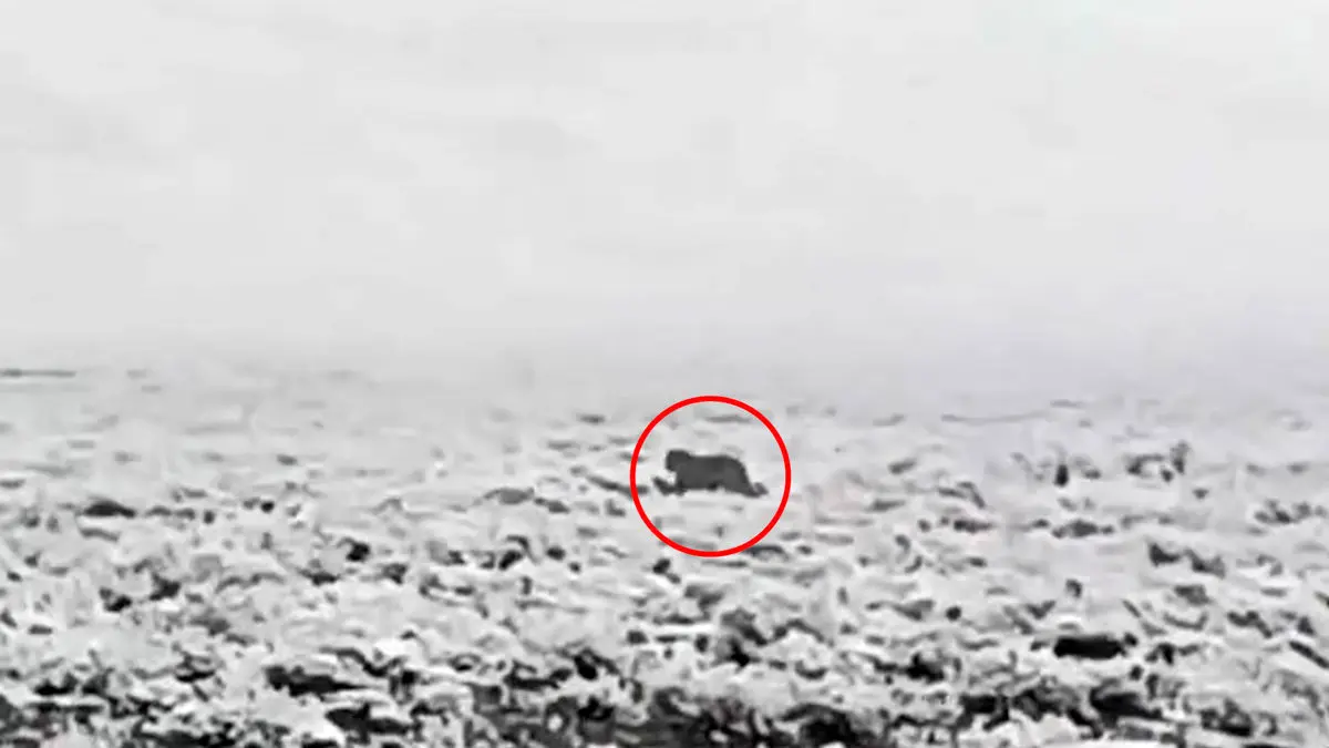 فیلم مشاهده پلنگ در پارک ملی سالوکز