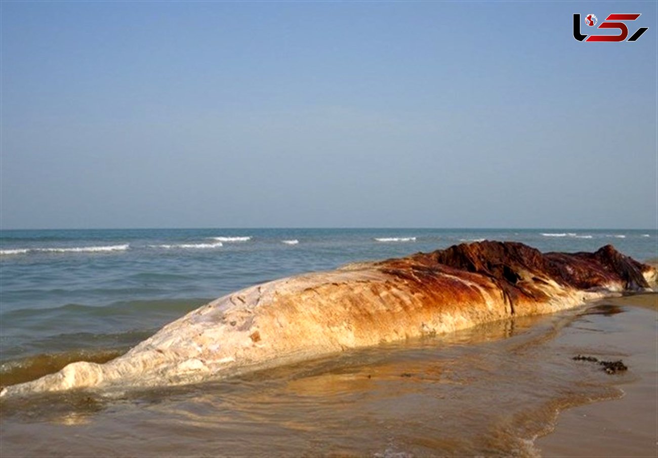نهنگ ۱۴ متری خود را به ساحل پارک ملی دیر- نخیلو زد 