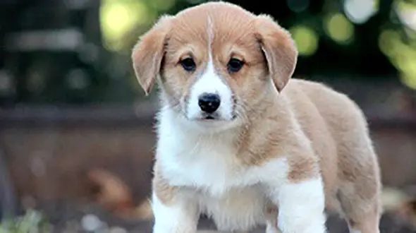 سگ خوش‌اشتها، پول‌های صاحبش را خورد