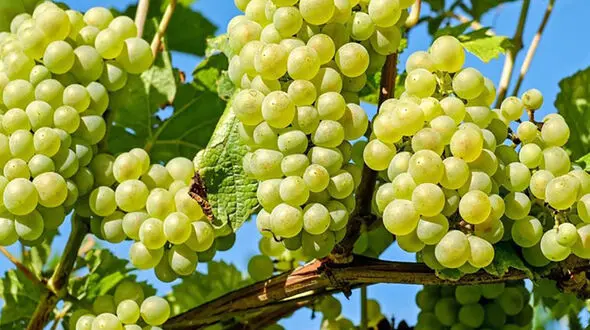 آغاز برداشت انگور از باغات مشگین‌شهر
