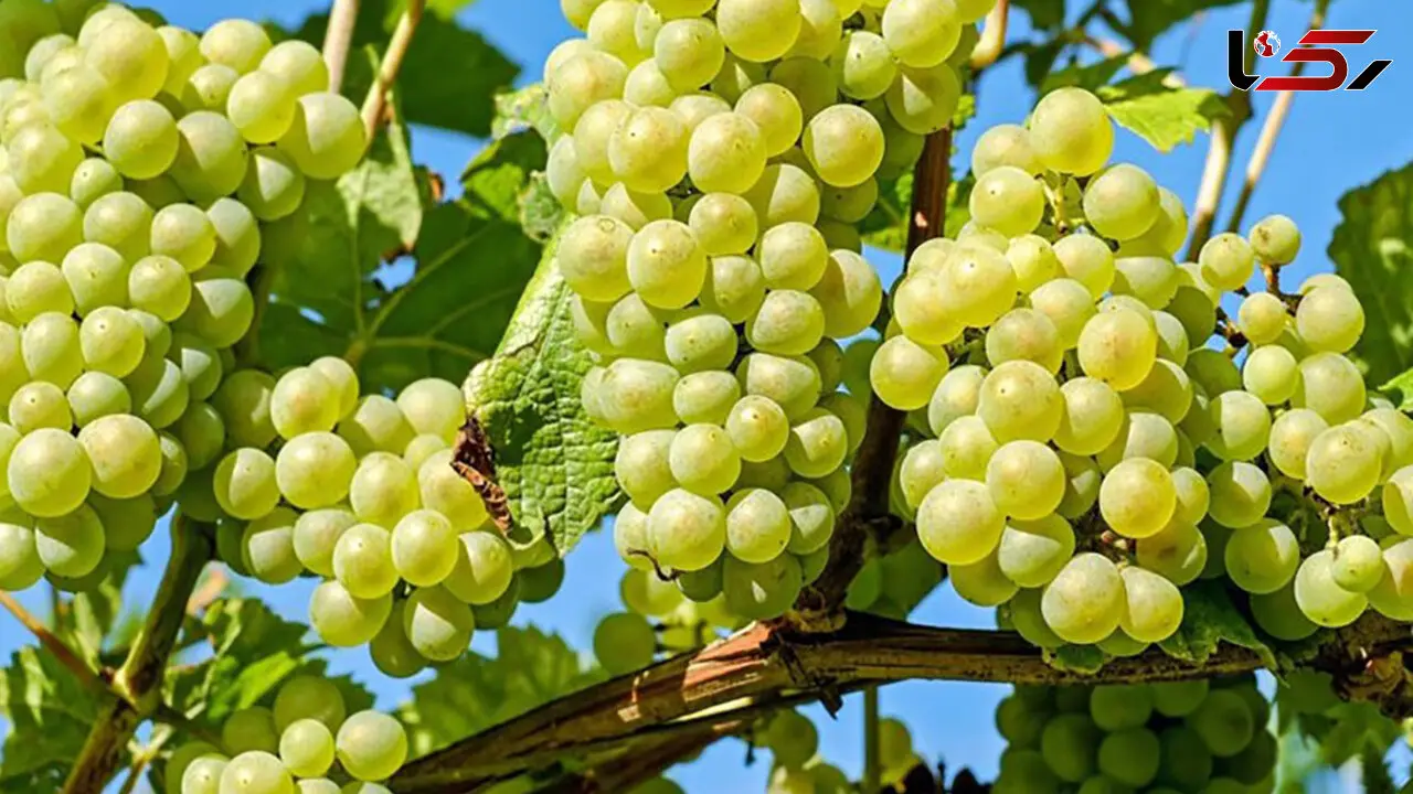 آغاز برداشت انگور از باغات مشگین‌شهر